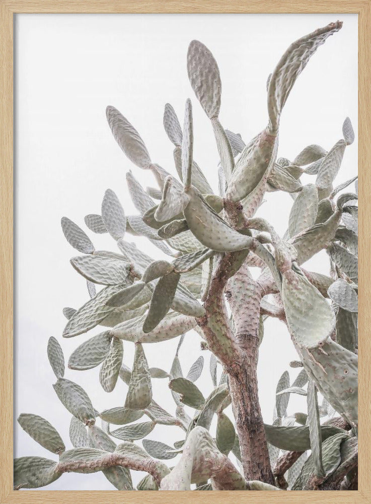 Cactus Whispers | Poster