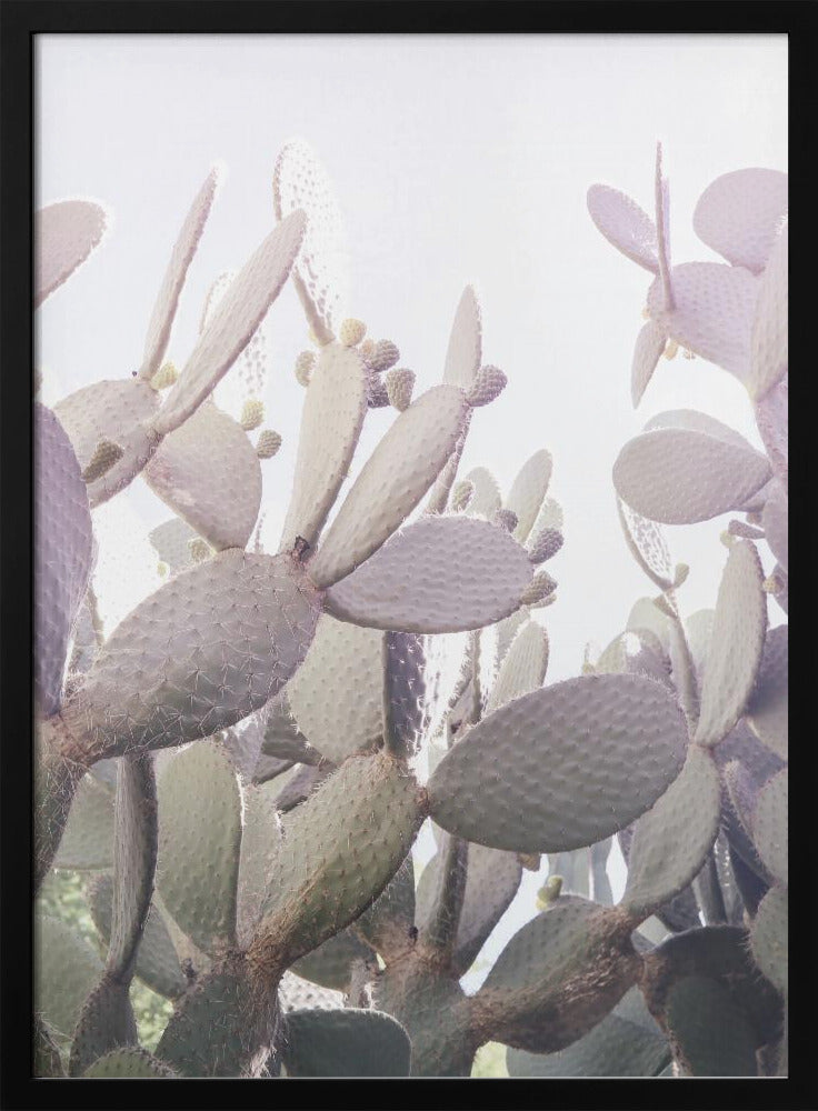 Prickly Serenity | Poster
