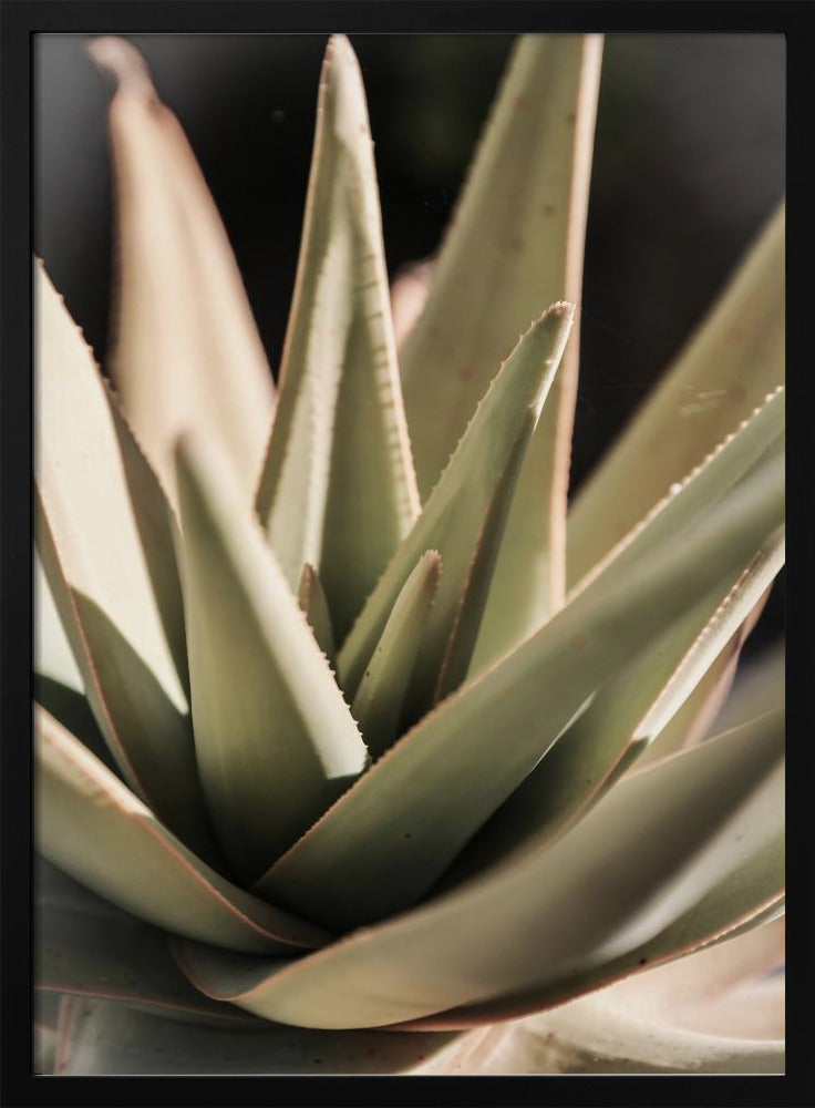 Sunlit Succulent | Poster