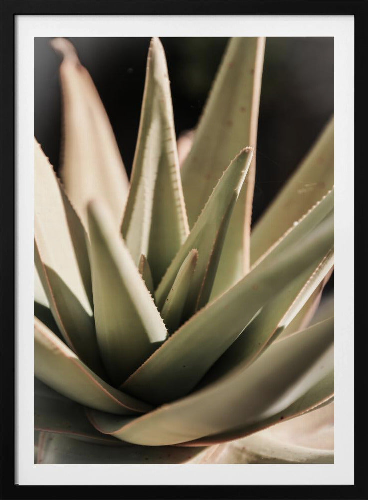Sunlit Succulent | Poster