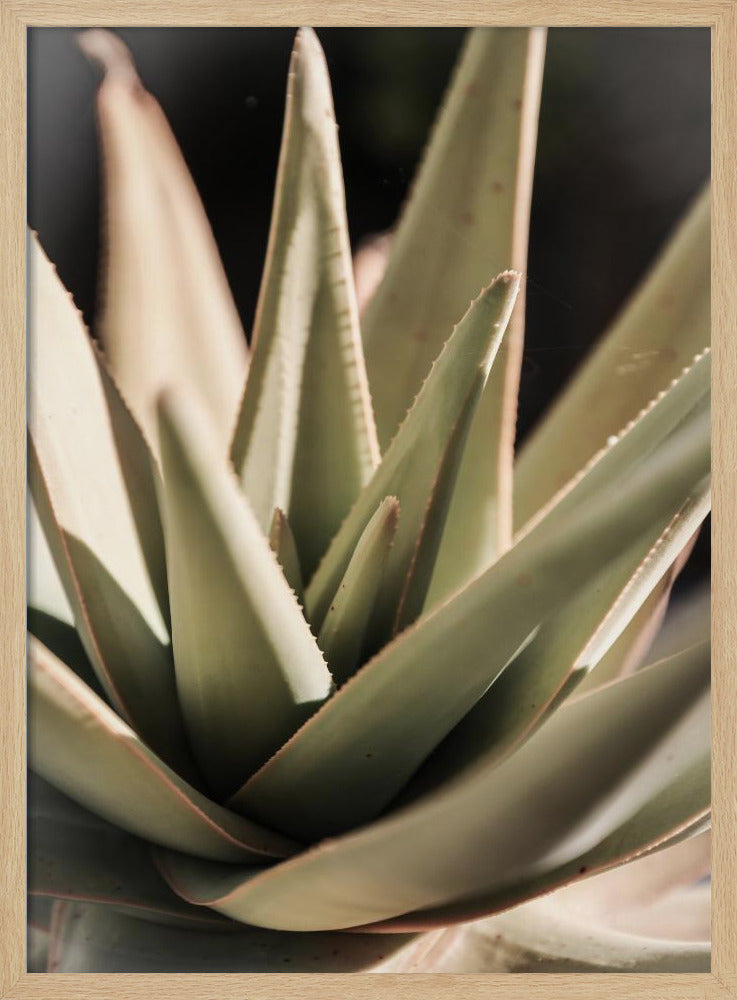 Sunlit Succulent | Poster