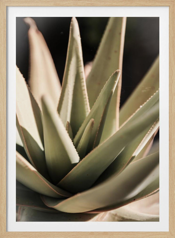 Sunlit Succulent | Poster