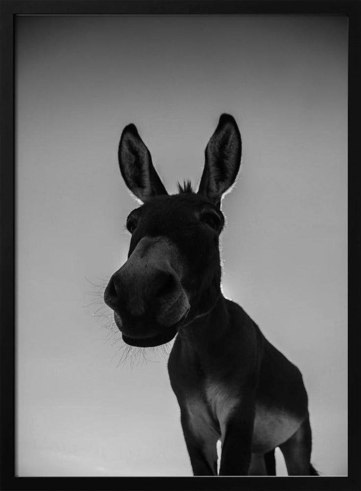 Curious Donkey Gaze | Poster