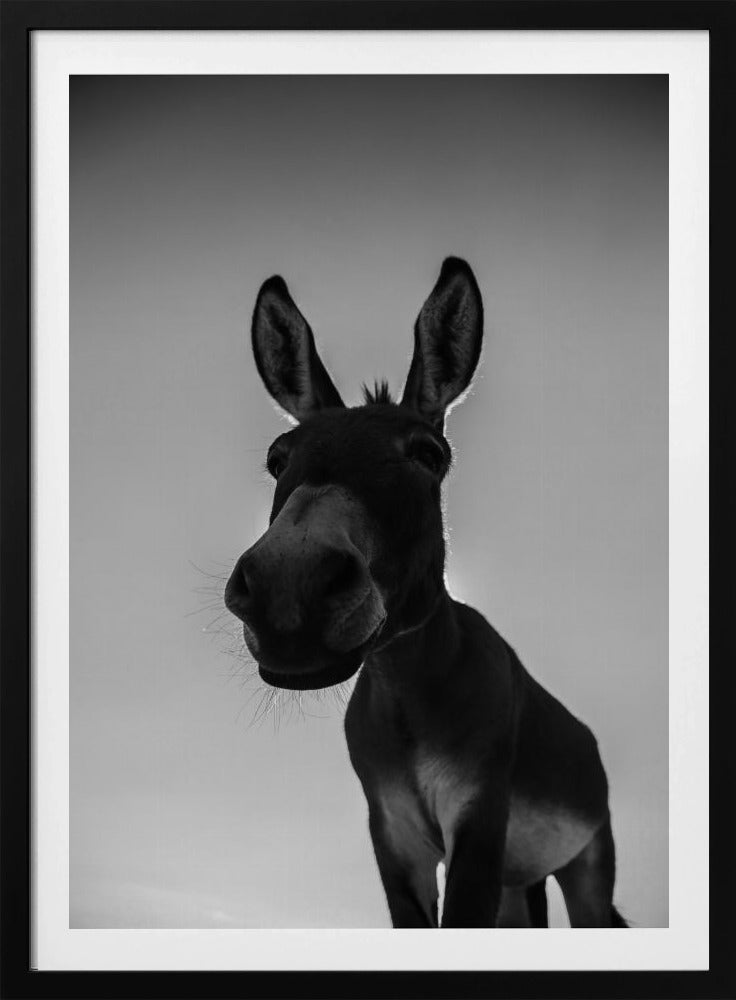 Curious Donkey Gaze | Poster