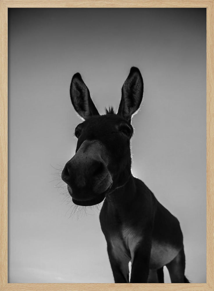 Curious Donkey Gaze | Poster
