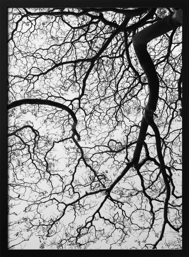 Branches&#039; Dance | Poster