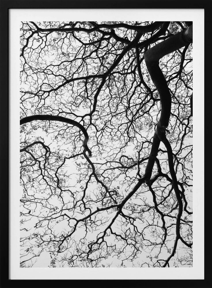 Branches&#039; Dance | Poster