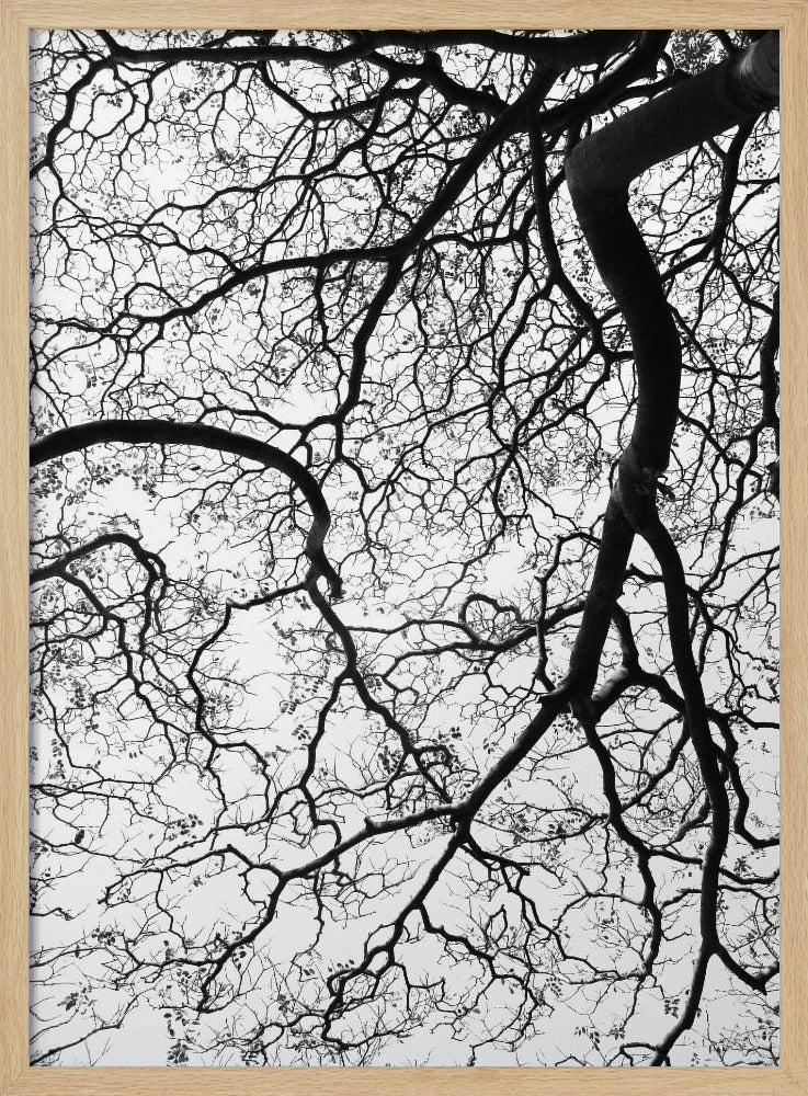 Branches&#039; Dance | Poster