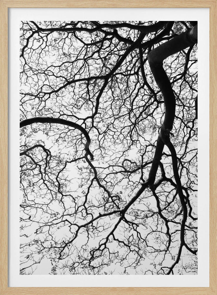 Branches&#039; Dance | Poster