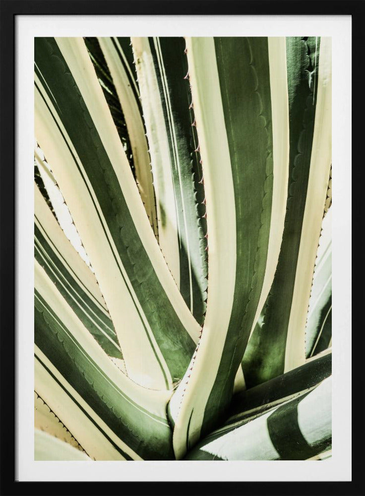 Succulent Symphony | Poster