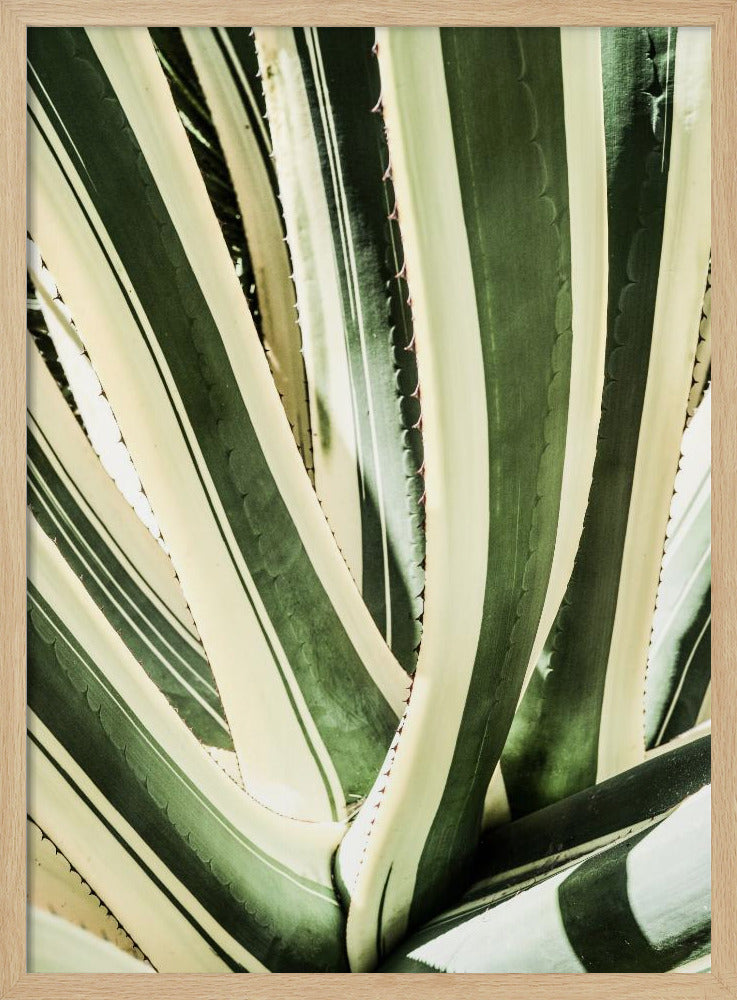 Succulent Symphony | Poster