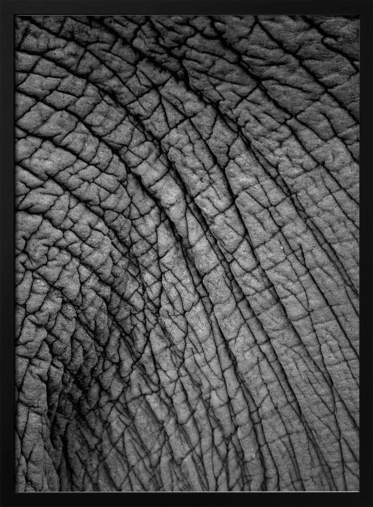 Elephant Texture | Poster