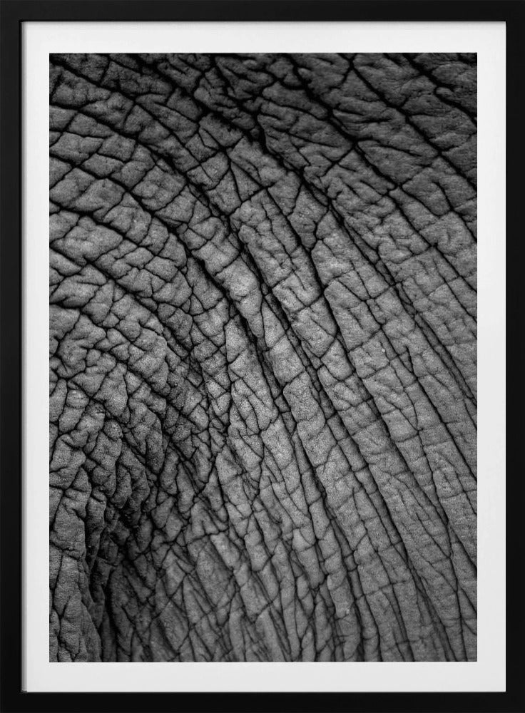 Elephant Texture | Poster