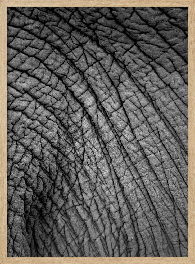 Elephant Texture | Poster