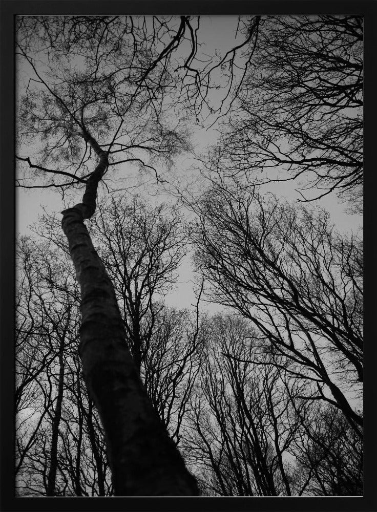 Winter&#039;s Reach | Poster