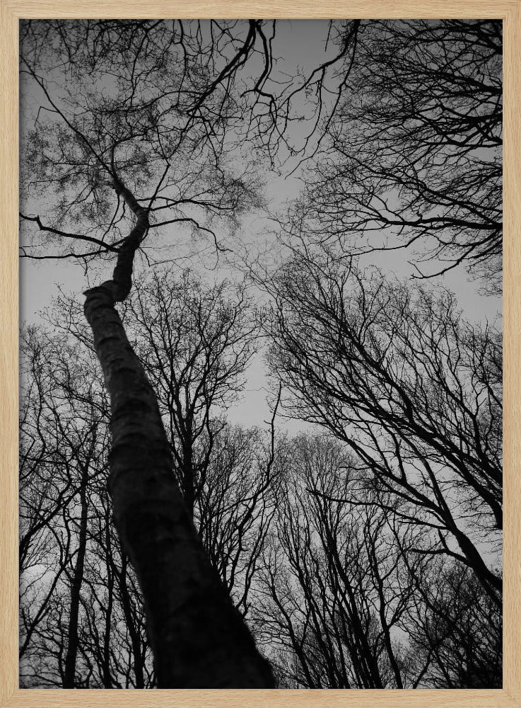 Winter&#039;s Reach | Poster