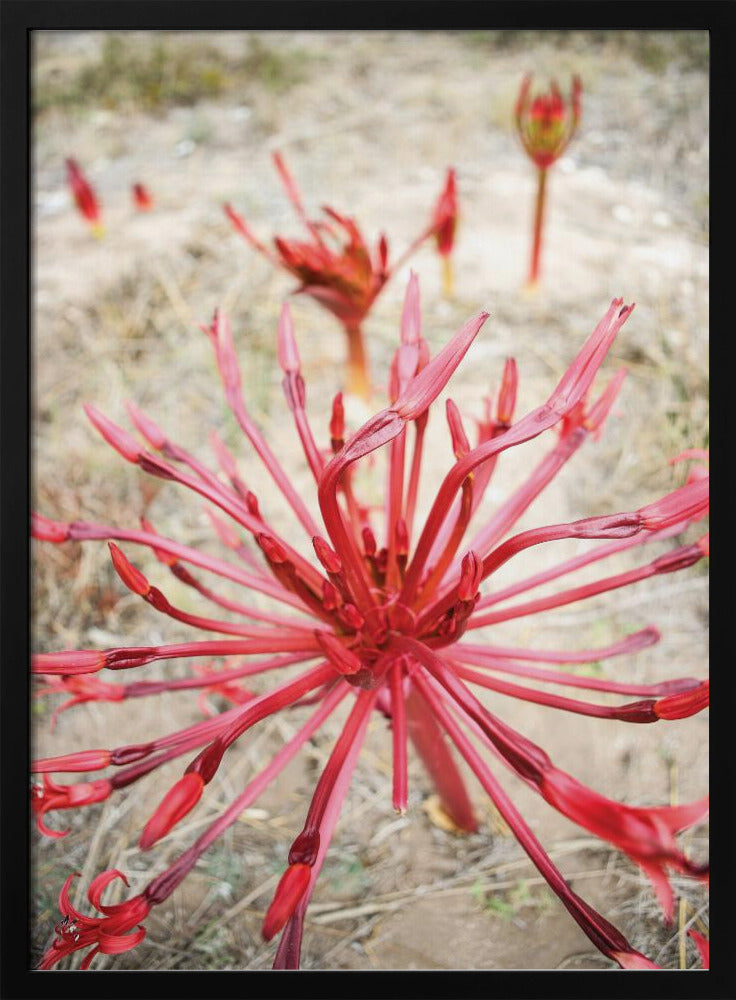 Crimson Spirals | Poster