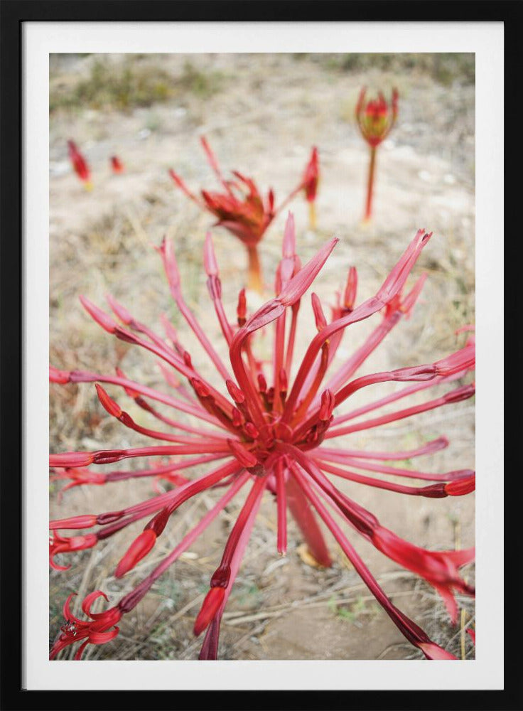 Crimson Spirals | Poster