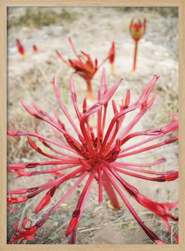 Crimson Spirals | Poster