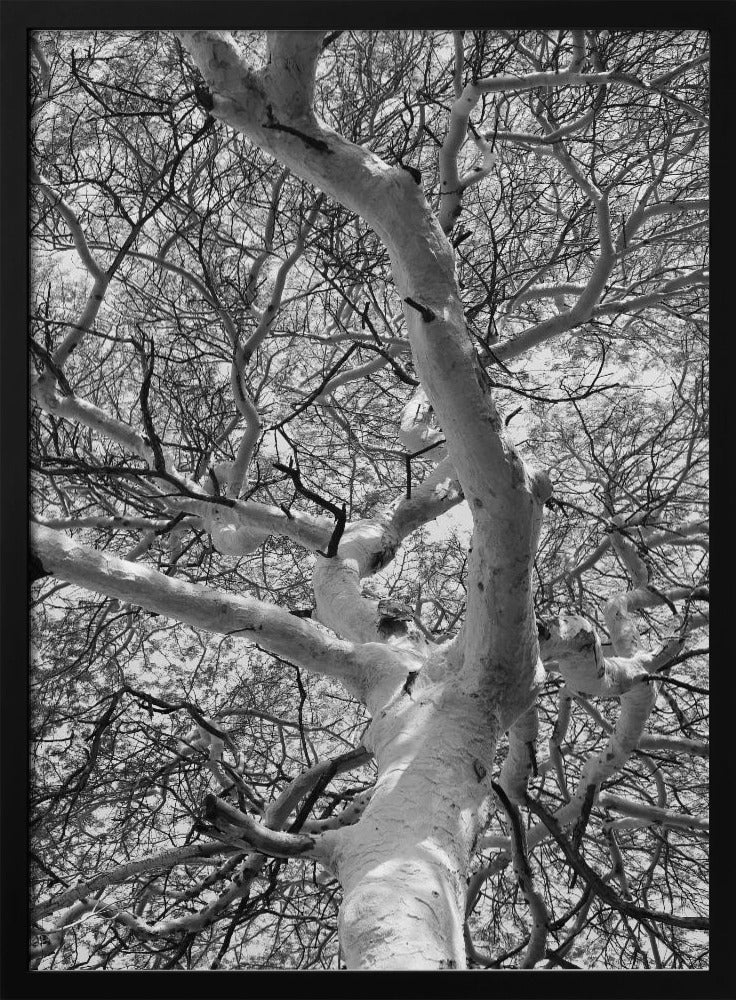 Silhouette Canopy | Poster