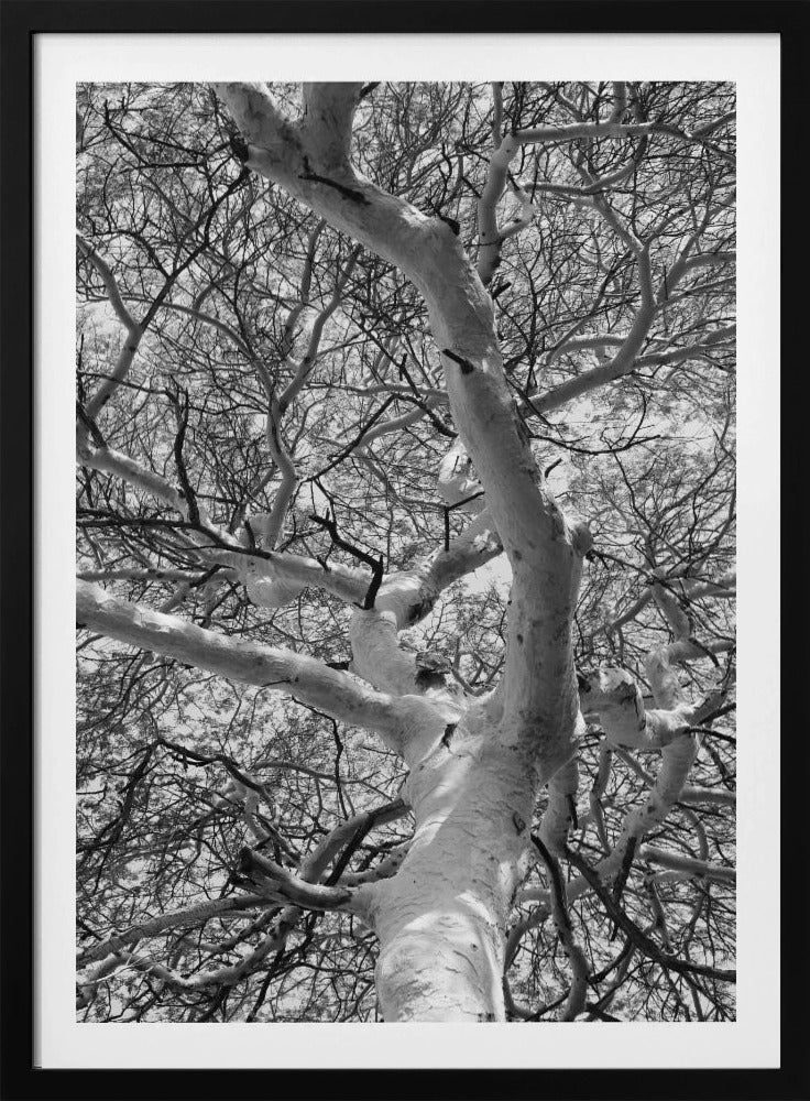 Silhouette Canopy | Poster