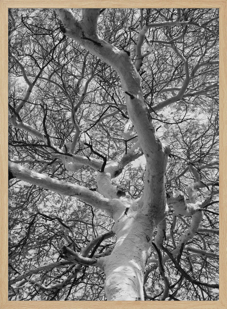 Silhouette Canopy | Poster