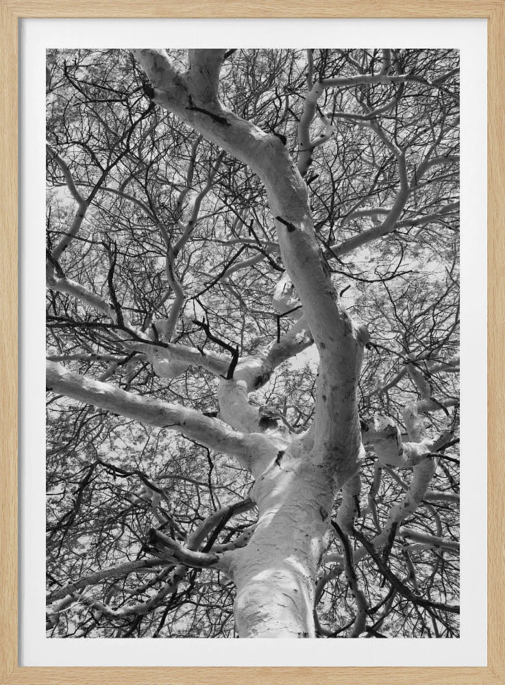 Silhouette Canopy | Poster