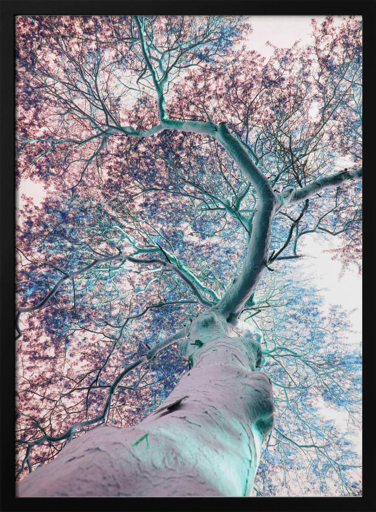 Dreamscape Canopy | Poster