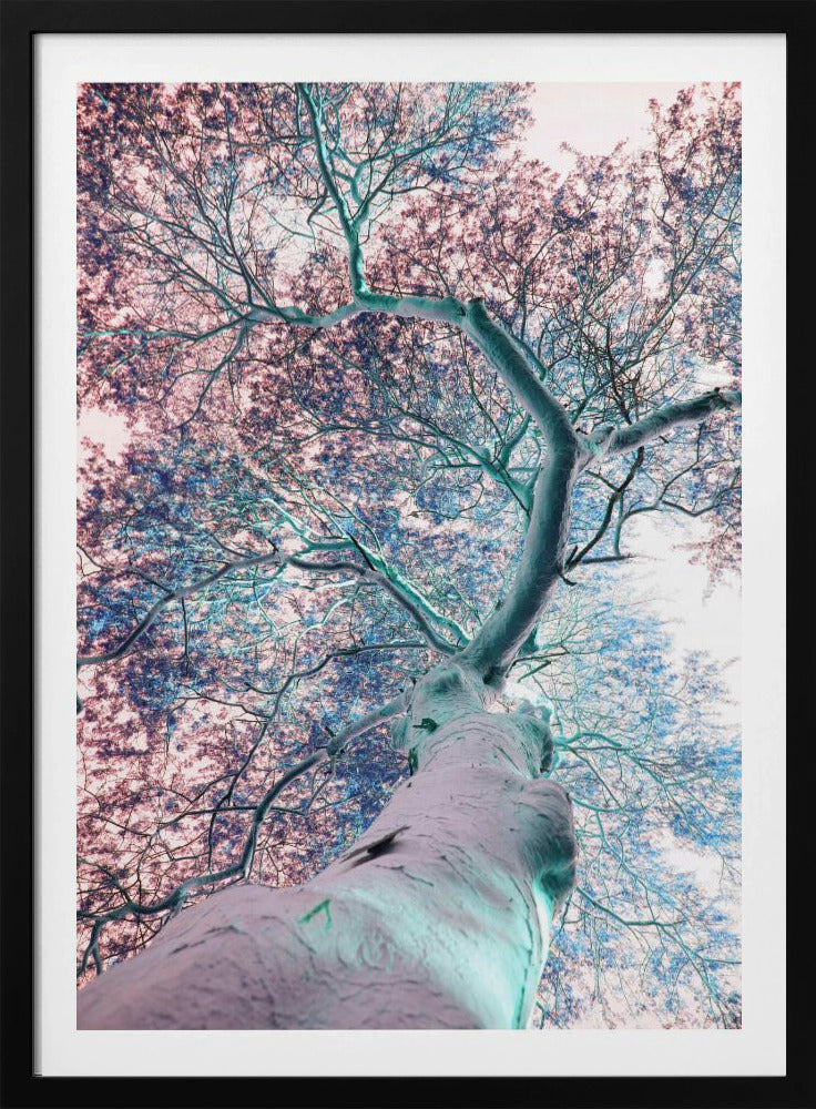 Dreamscape Canopy | Poster