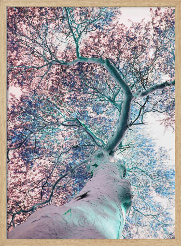 Dreamscape Canopy | Poster