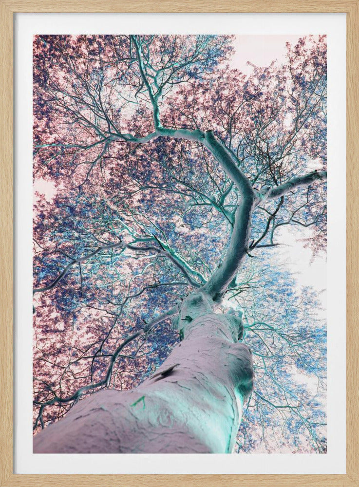 Dreamscape Canopy | Poster