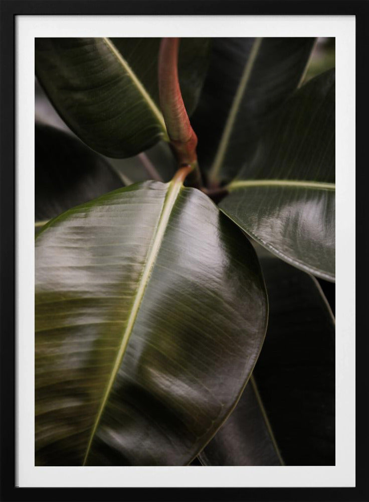 Glossy Leaf Elegance | Poster