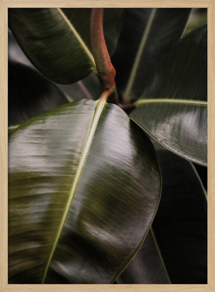 Glossy Leaf Elegance | Poster