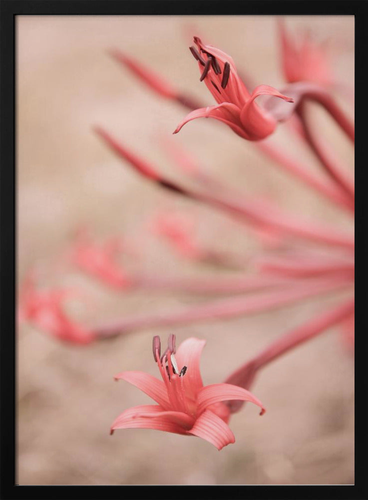 Petals in Focus | Poster