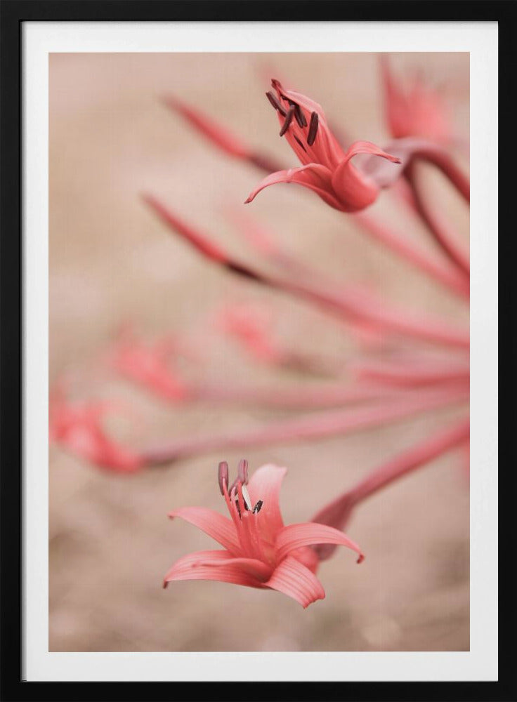 Petals in Focus | Poster