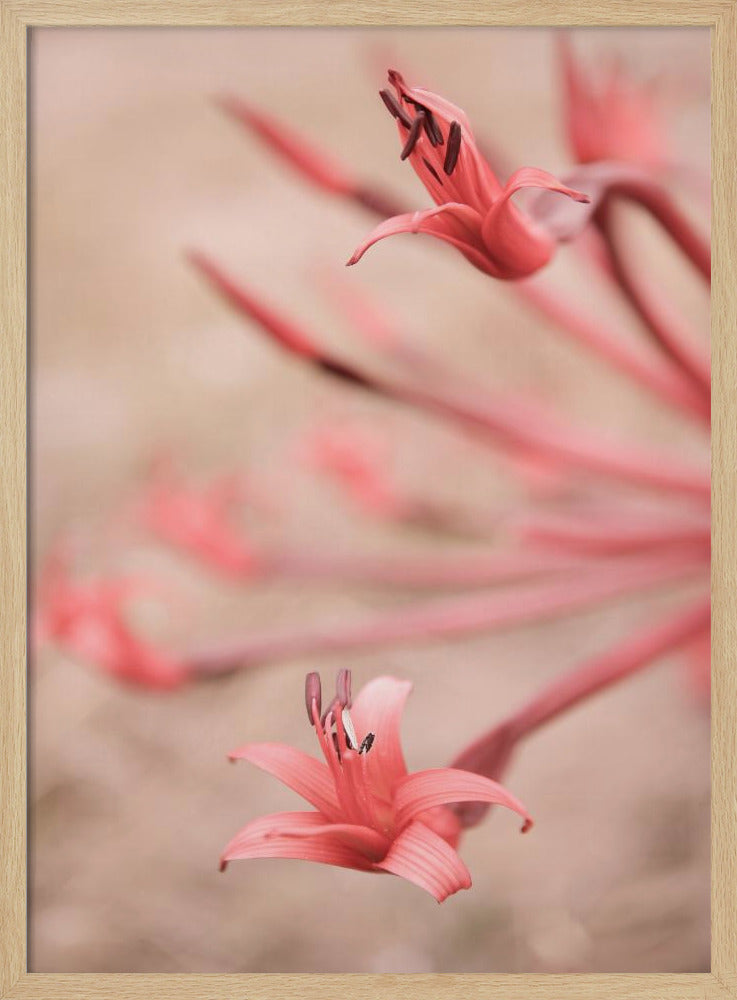 Petals in Focus | Poster