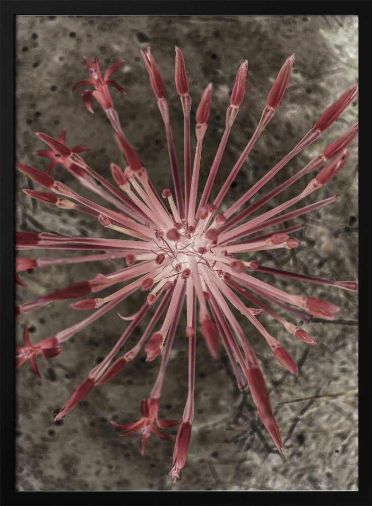 Radiant Blooms | Poster