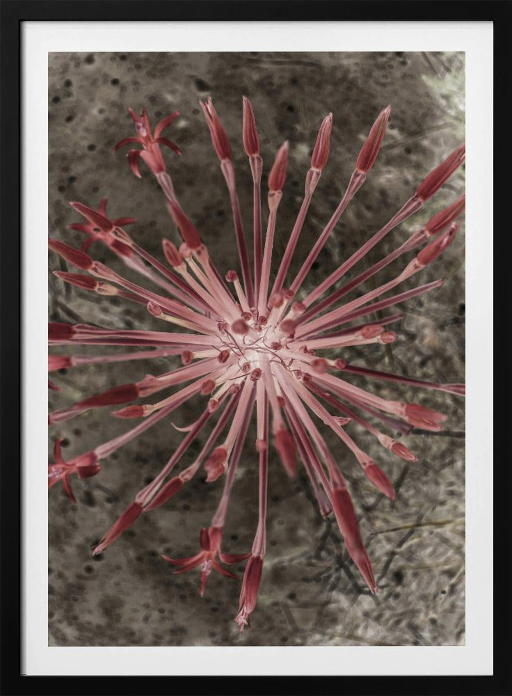 Radiant Blooms | Poster