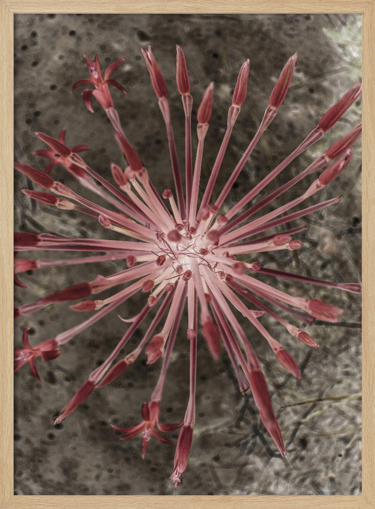 Radiant Blooms | Poster