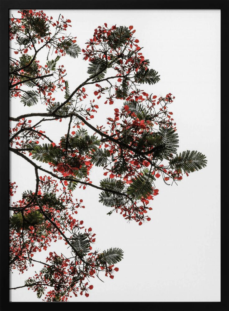 Blossom Canopy | Poster