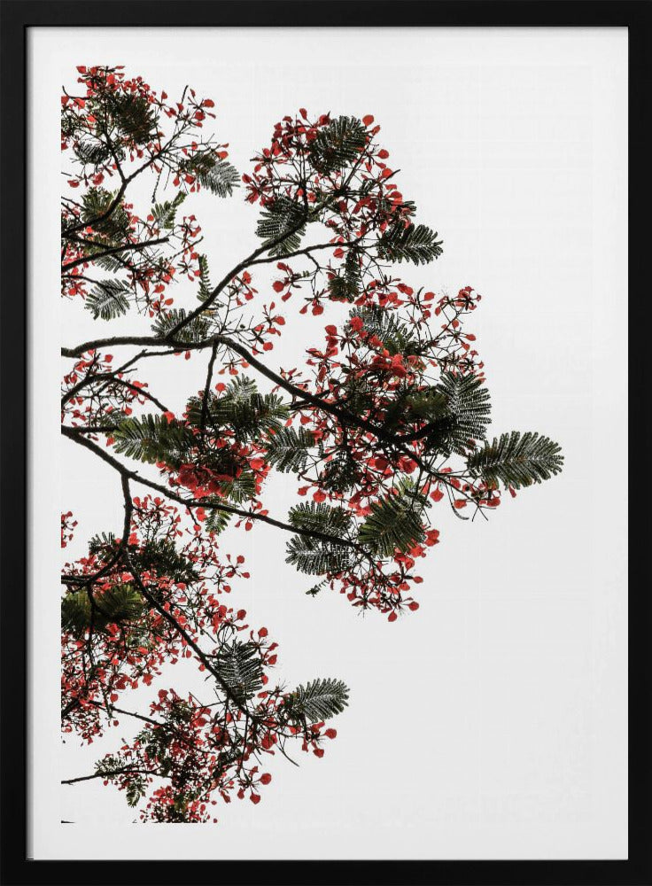 Blossom Canopy | Poster