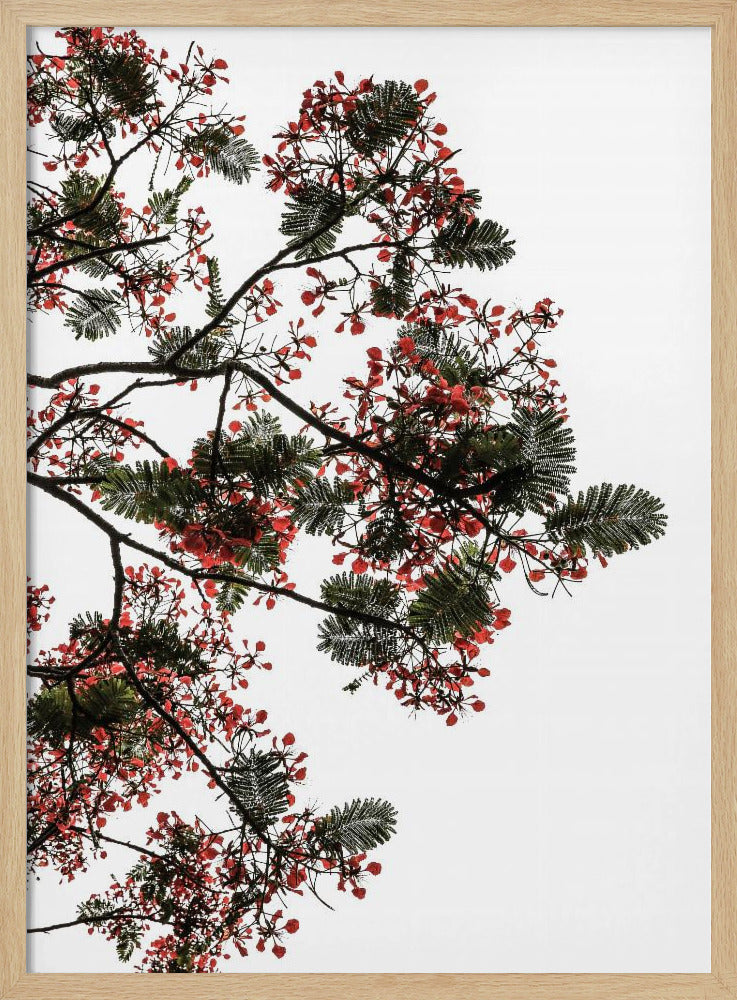 Blossom Canopy | Poster