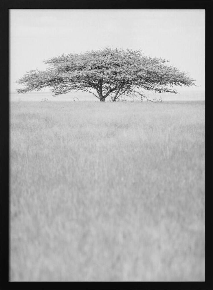 Lone Acacia Dream | Poster