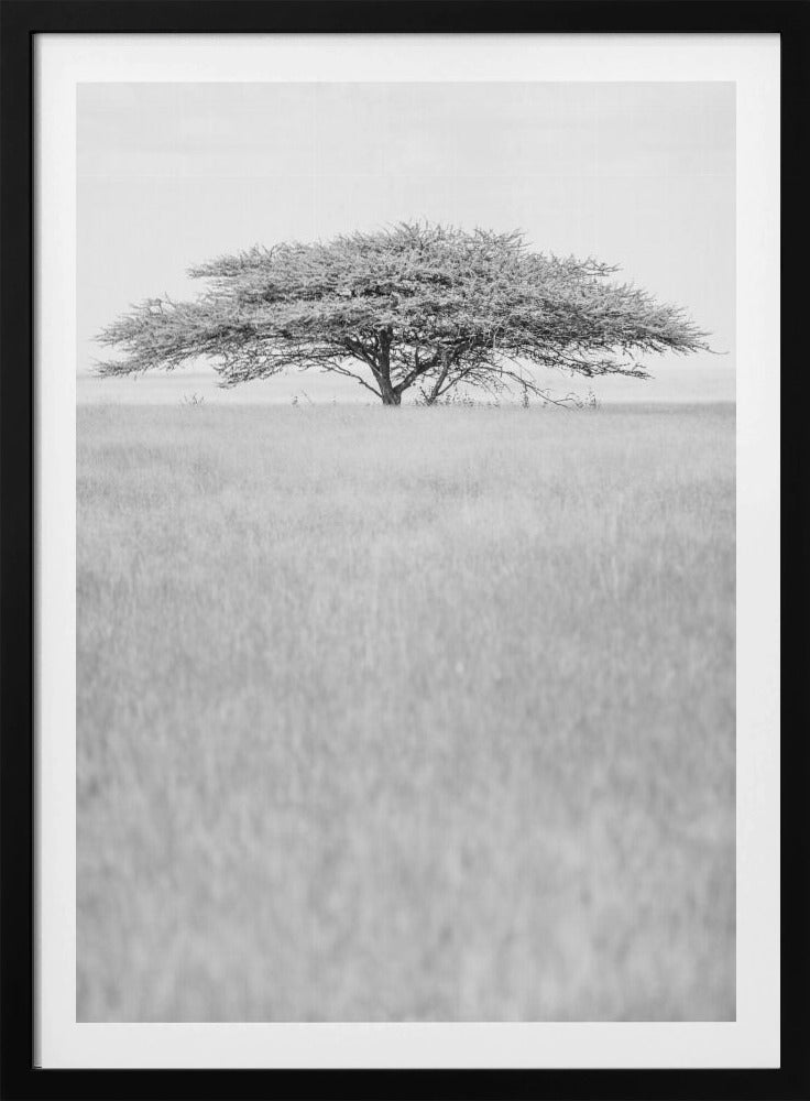 Lone Acacia Dream | Poster