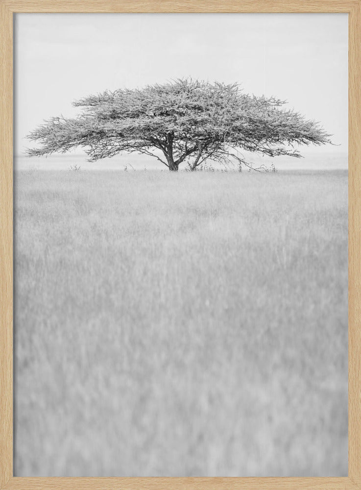 Lone Acacia Dream | Poster