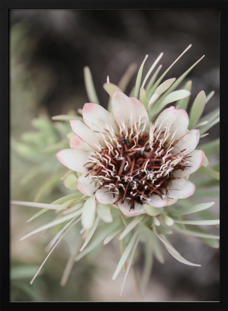Desert Bloom Halo | Poster
