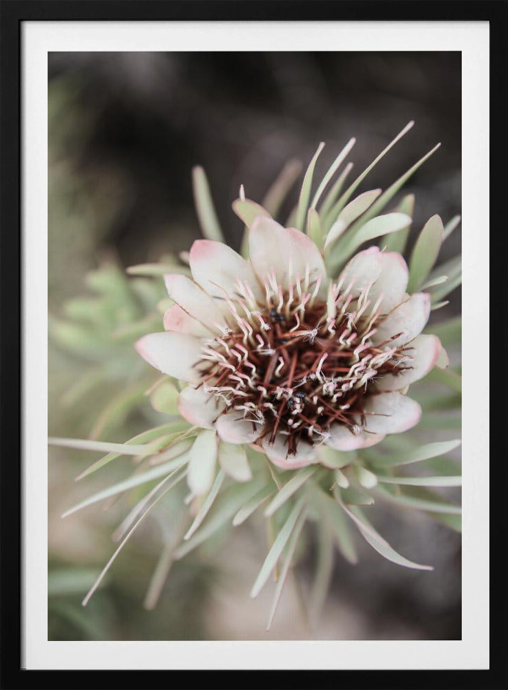 Desert Bloom Halo | Poster