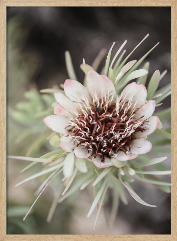 Desert Bloom Halo | Poster