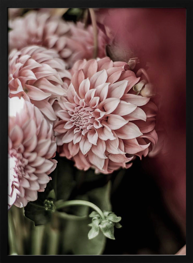 Blushing Petals | Poster