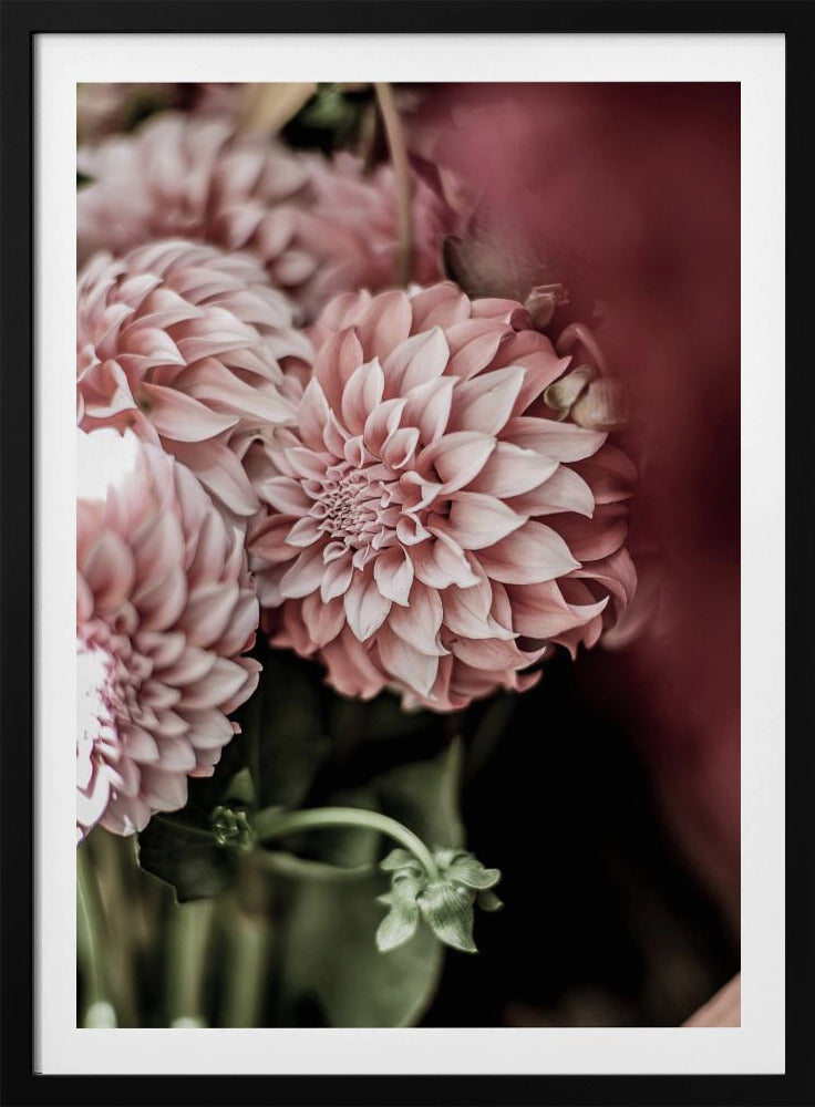 Blushing Petals | Poster